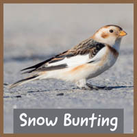 Snow Bunting